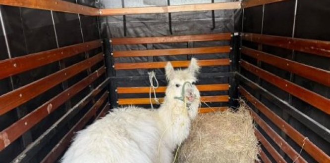 Distrito rescató a la llama “Chacarito” en la localidad de Santa Fe El procedimiento permitió evidenciar un deterioro en las condiciones físicas y comportamentales del animal.