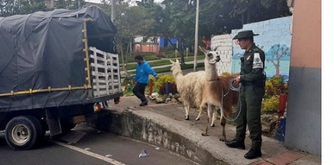 ‘Prince’ y otras tres llamas rescatadas están en proceso de atención médica