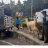 ‘Prince’ y otras tres llamas rescatadas están en proceso de atención médica
